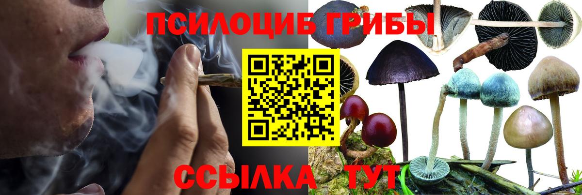 Галлюциногенные грибы Psilocybe Чапаевск